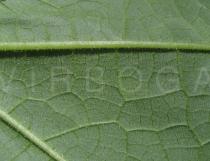 Abutilon x hybridum - Lower side of leaf close-up - Click to enlarge!